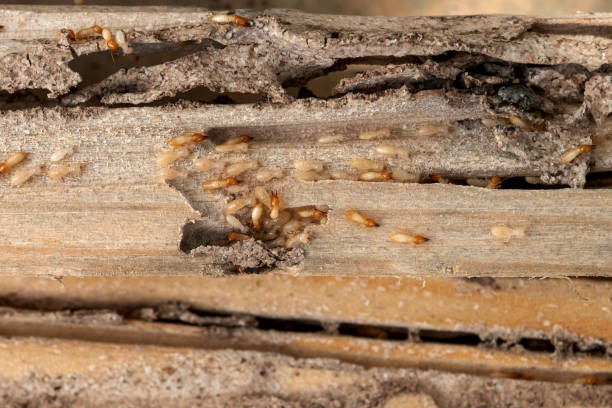 Best Pest Prevention Services  in Waverly, OH